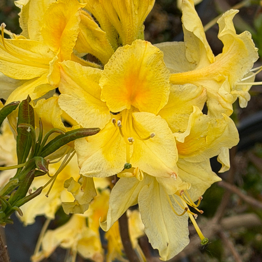 lemon lights azalea |Spotswood Greenery