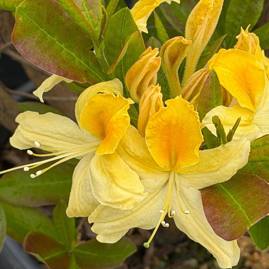 Northern Hi Lights Azalea |Spotswood Greenery