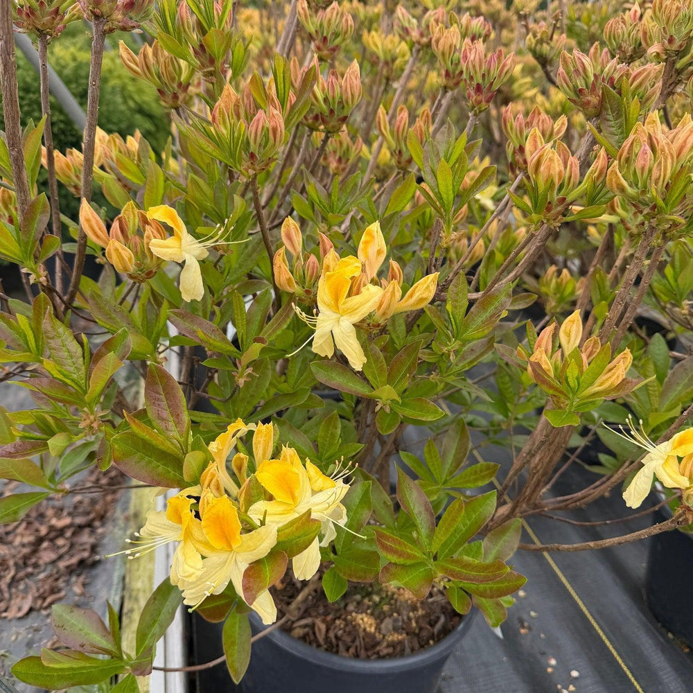 Northern Hi Lights Azalea |Spotswood Greenery