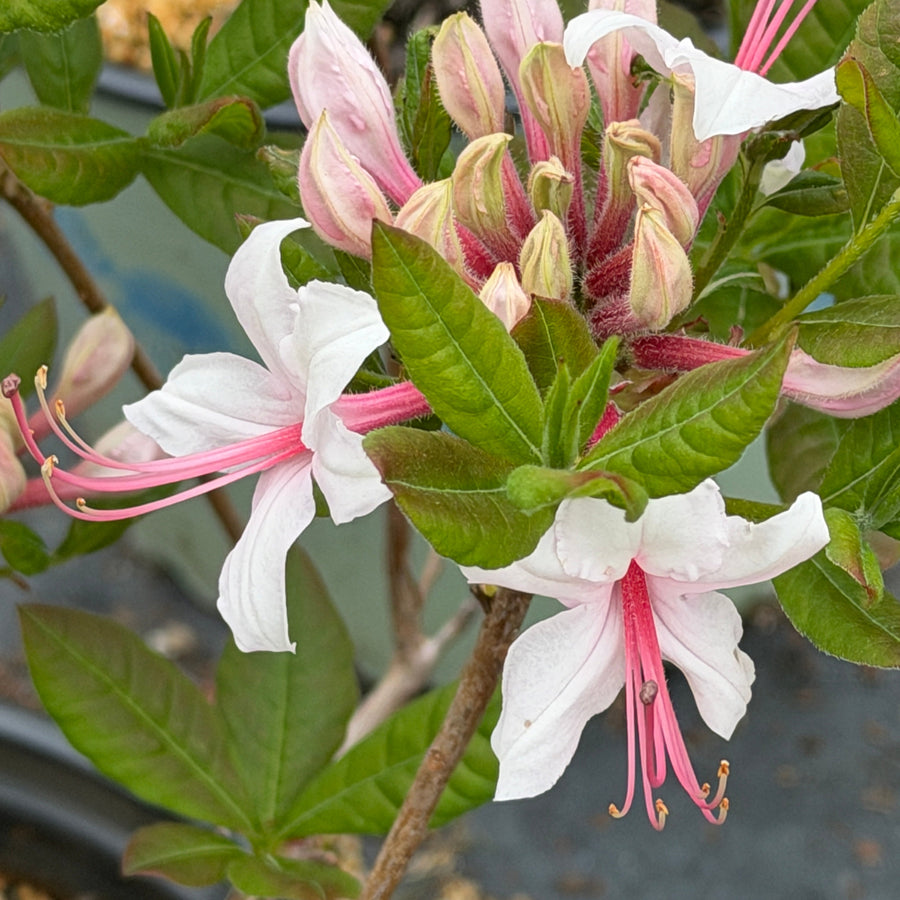 Pinxterbloom azalea closeup |Spotswood Greenery