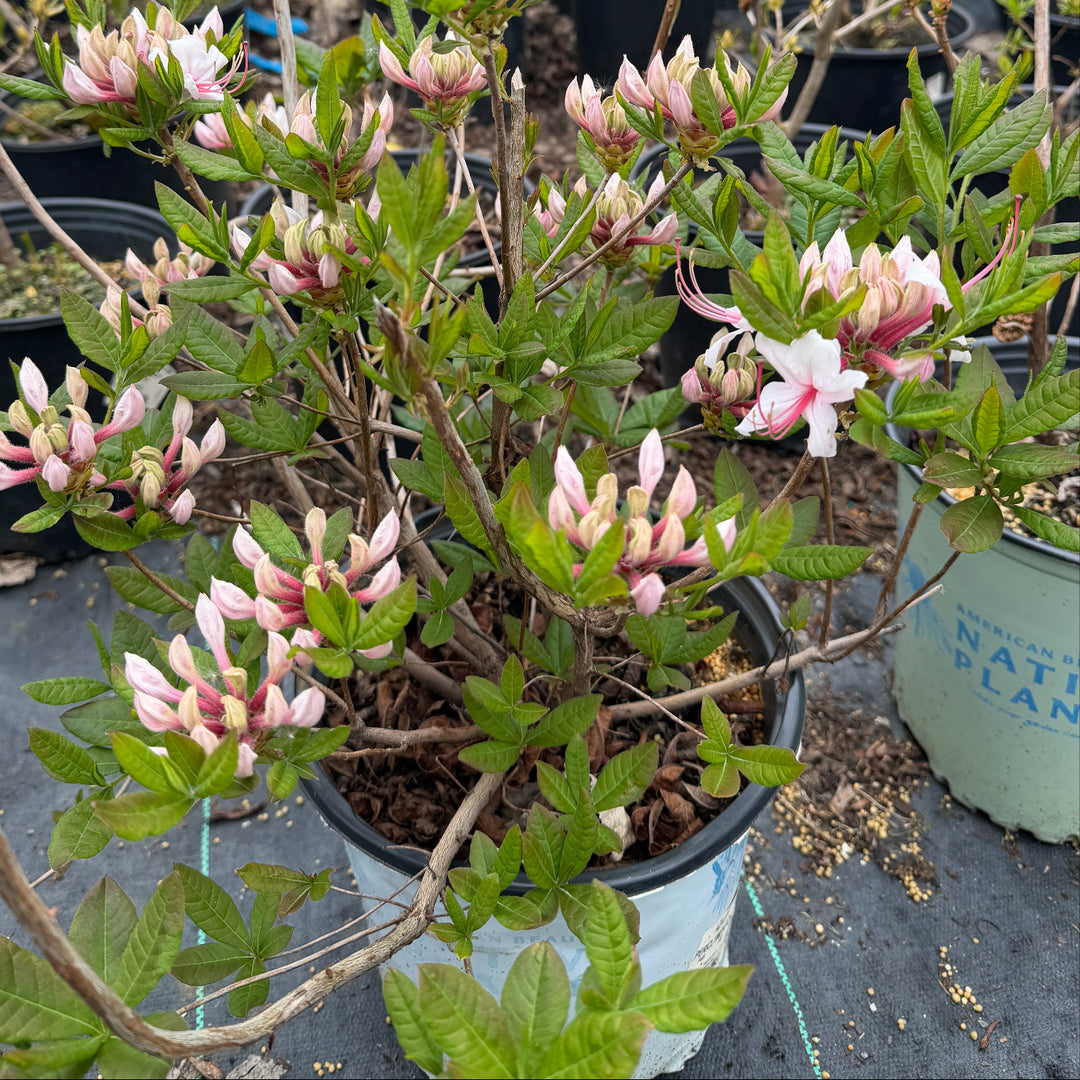 Pinxterbloom azalea |Spotswood Greenery