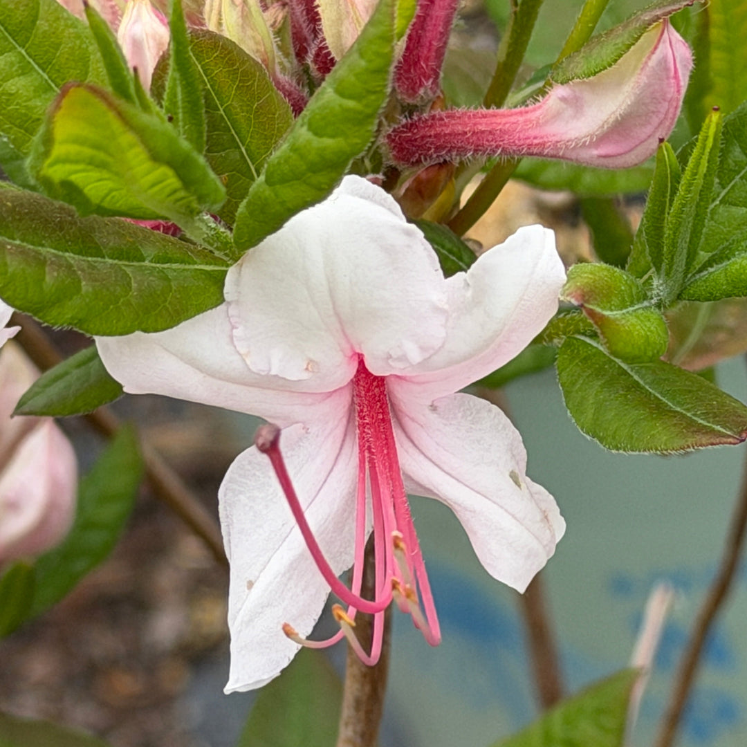 Pinxterbloom azalea closeup |Spotswood Greenery