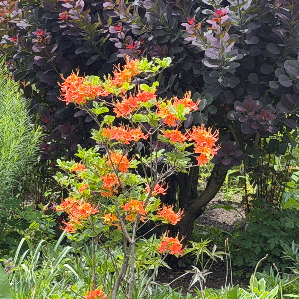 Flame azalea in bloom |Spotswood Greenery