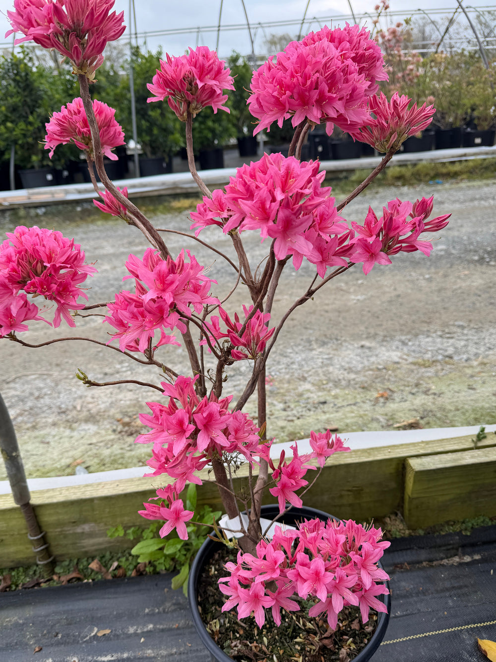 Rosy Lights azalea in bloom |Spotswood Greenery