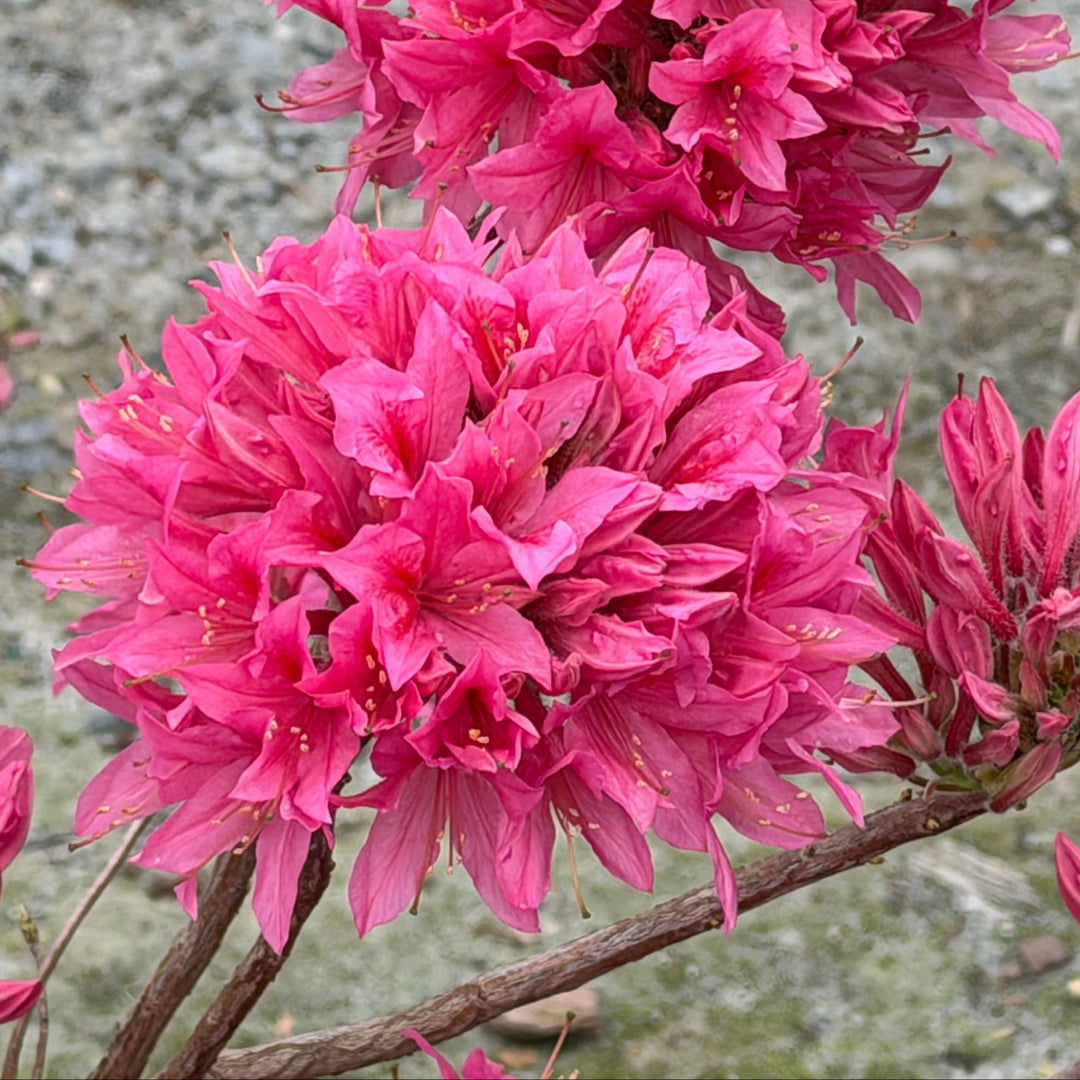 Rosy Lights azalea in bloom |Spotswood Greenery