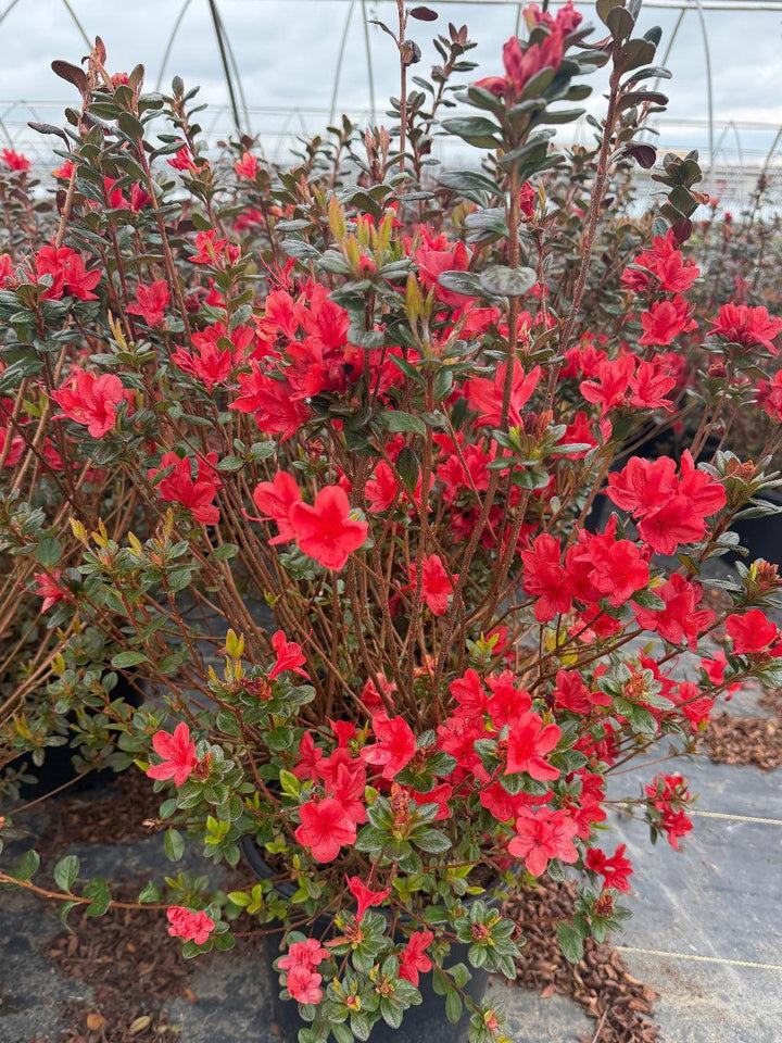 Stewartstonian Azalea |Spotswood Greenery