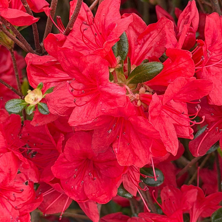Stewartstonian Azalea |Spotswood Greenery