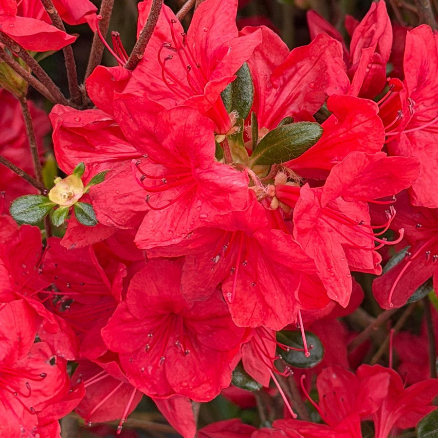 Stewartstonian Azalea |Spotswood Greenery