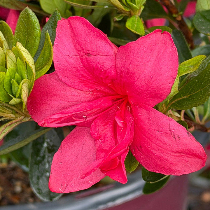 Autumn bonfire azalea blooms closeup |Spotswood Greenery