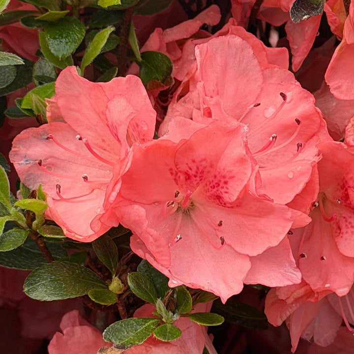 Blaauws Pink Azalea |Spotswood Greenery