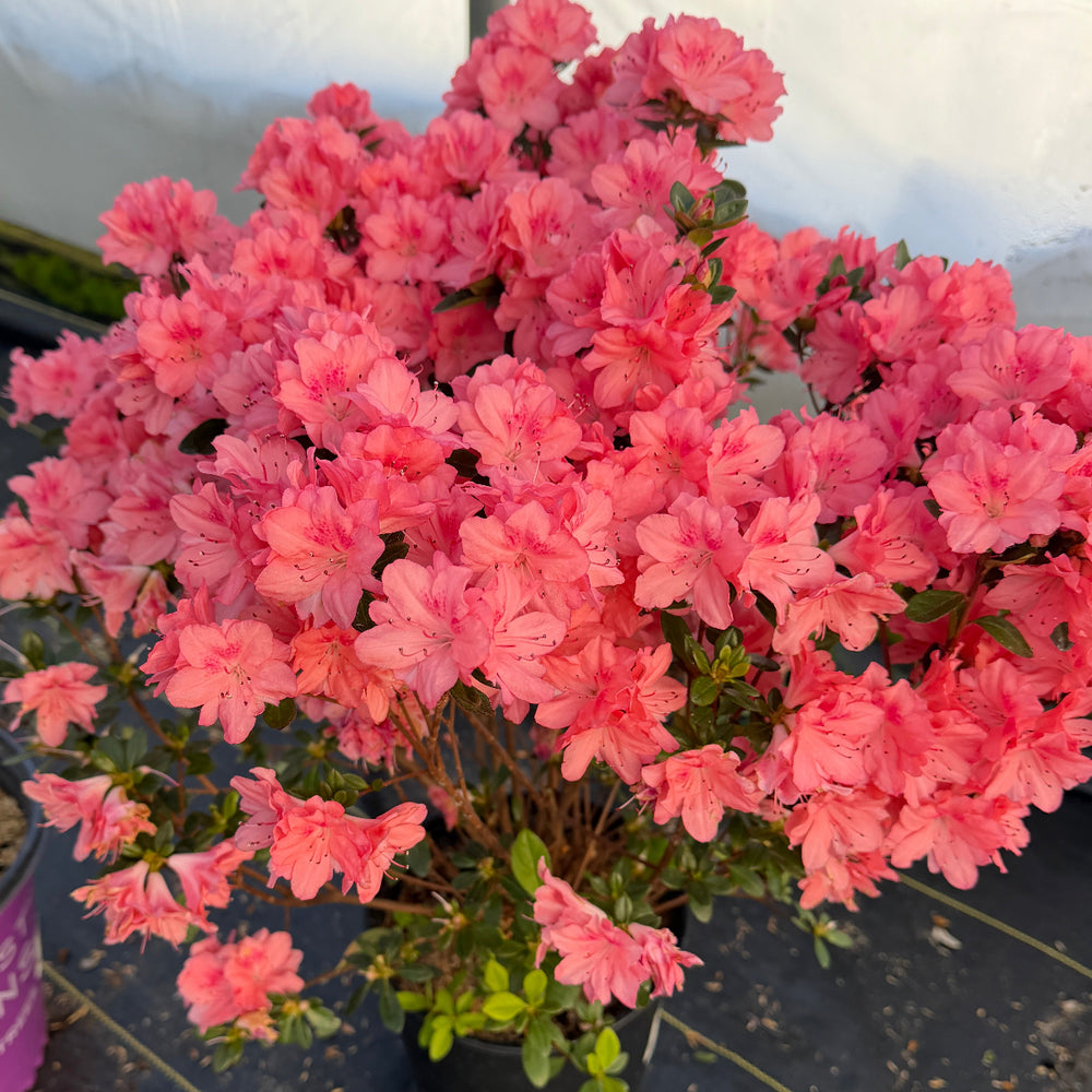 Blaauws Pink Azalea |Spotswood Greenery