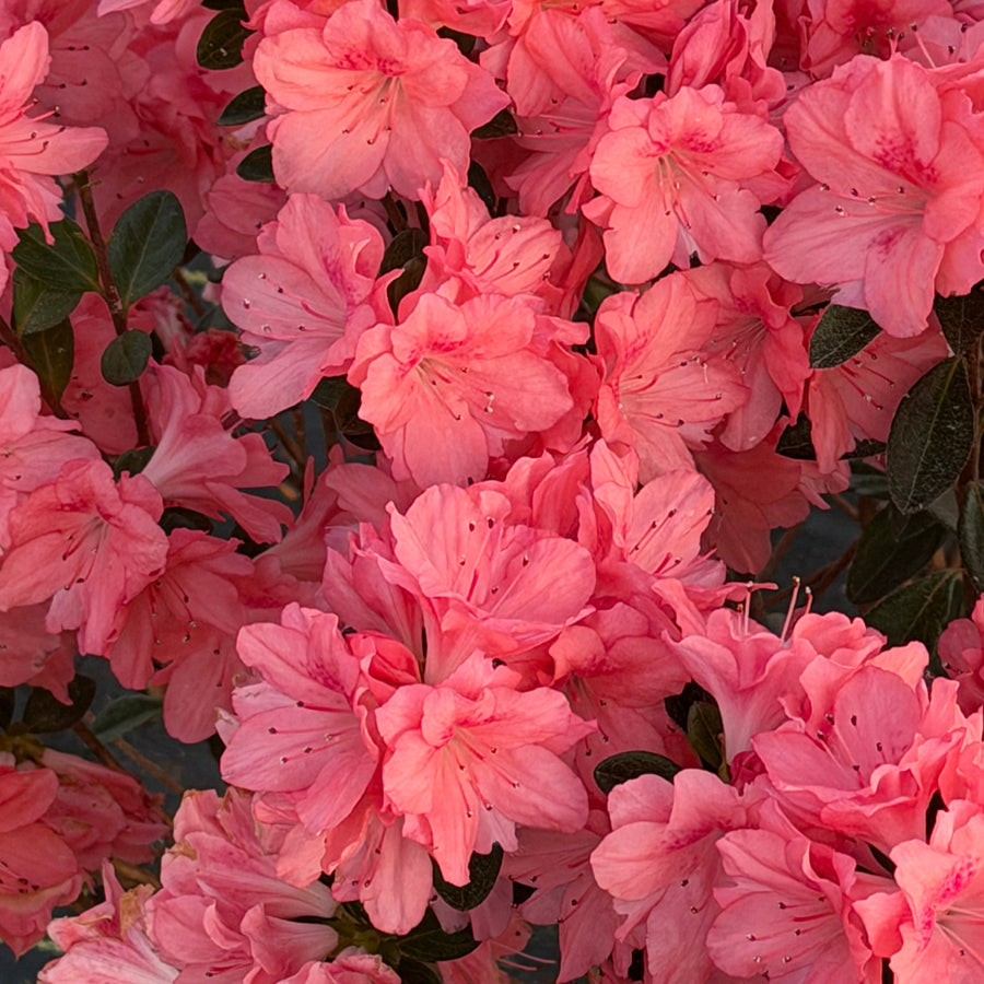 Blaauws Pink Azalea |Spotswood Greenery