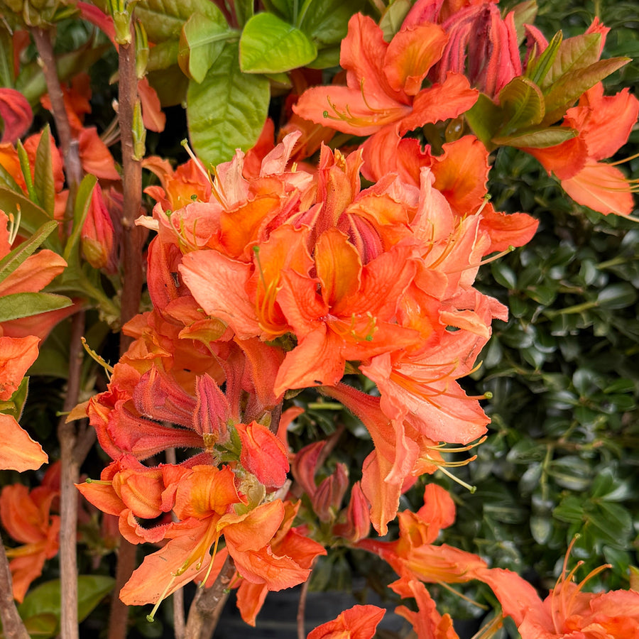 orange azalea in bloom |Spotswood Greenery