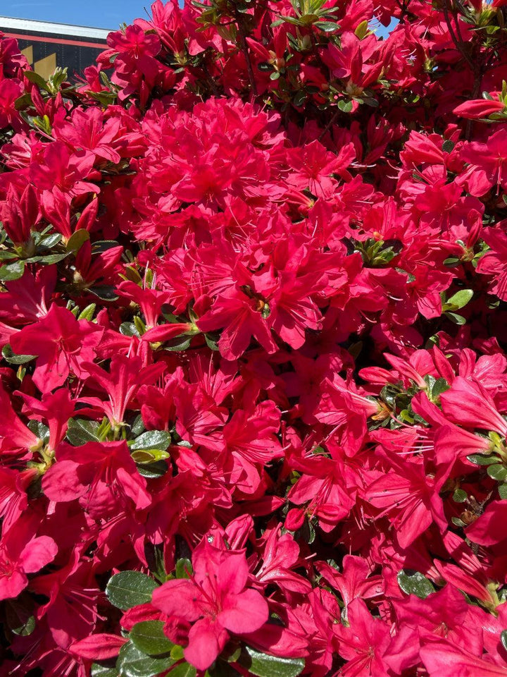 Hino Crimson Azalea |Spotswood Greenery