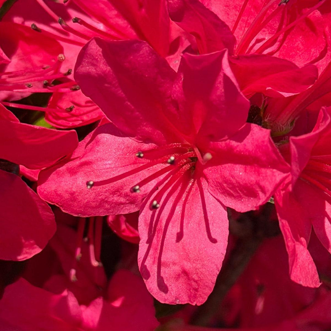 Hino Crimson Azalea |Spotswood Greenery