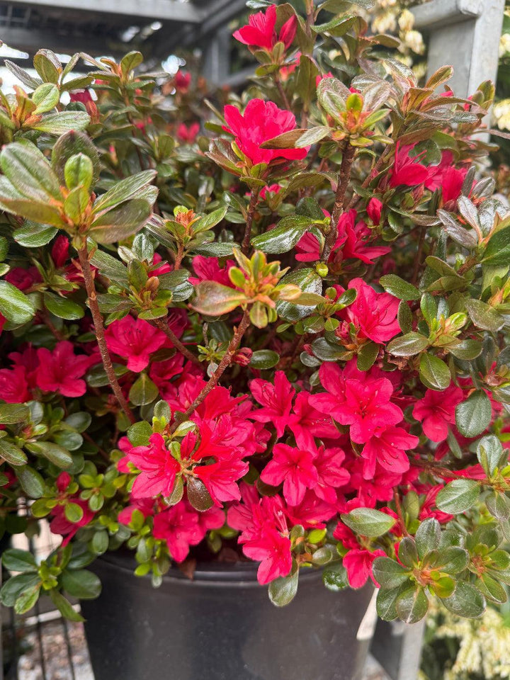 Hino Crimson Azalea |Spotswood Greenery