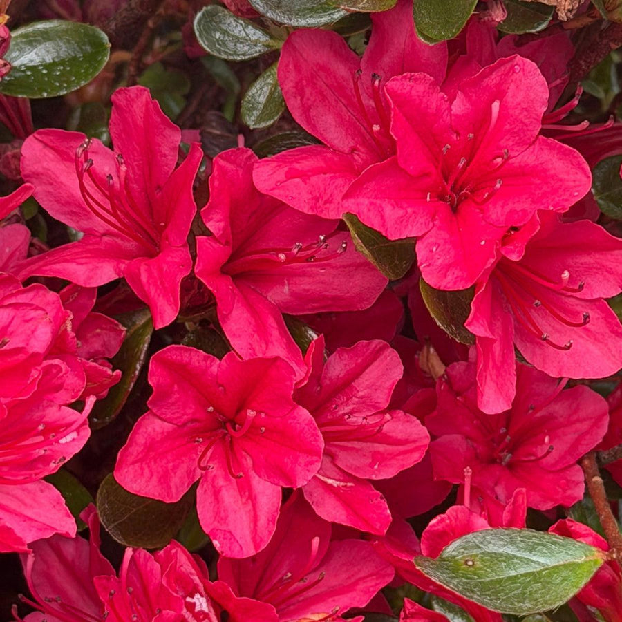 Hino Crimson Azalea |Spotswood Greenery