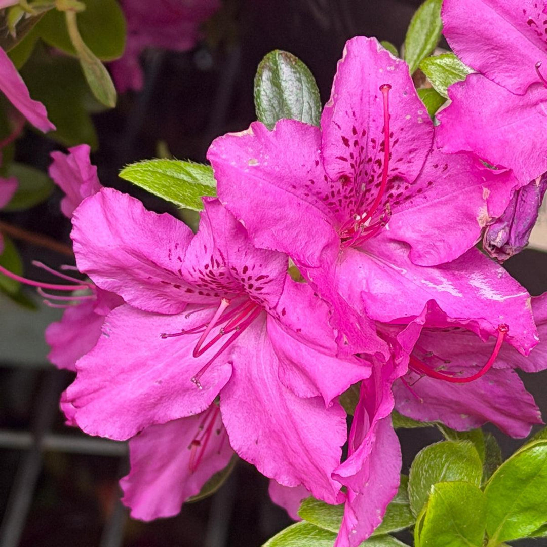 Karen Azalea |Spotswood Greenery