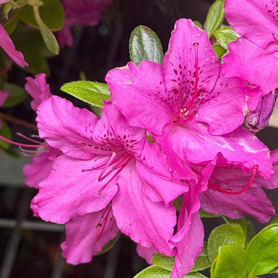 Karen Azalea |Spotswood Greenery