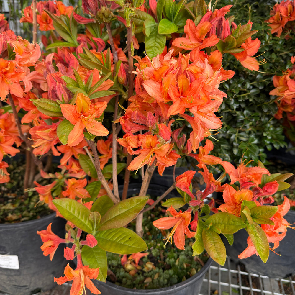 Azalea Mandarin Lights |Spotswood Greenery
