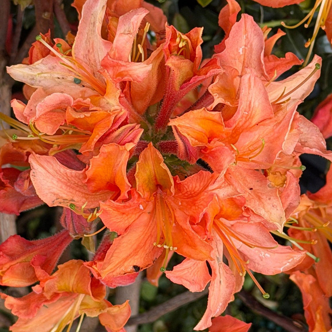 Azalea Mandarin Lights |Spotswood Greenery