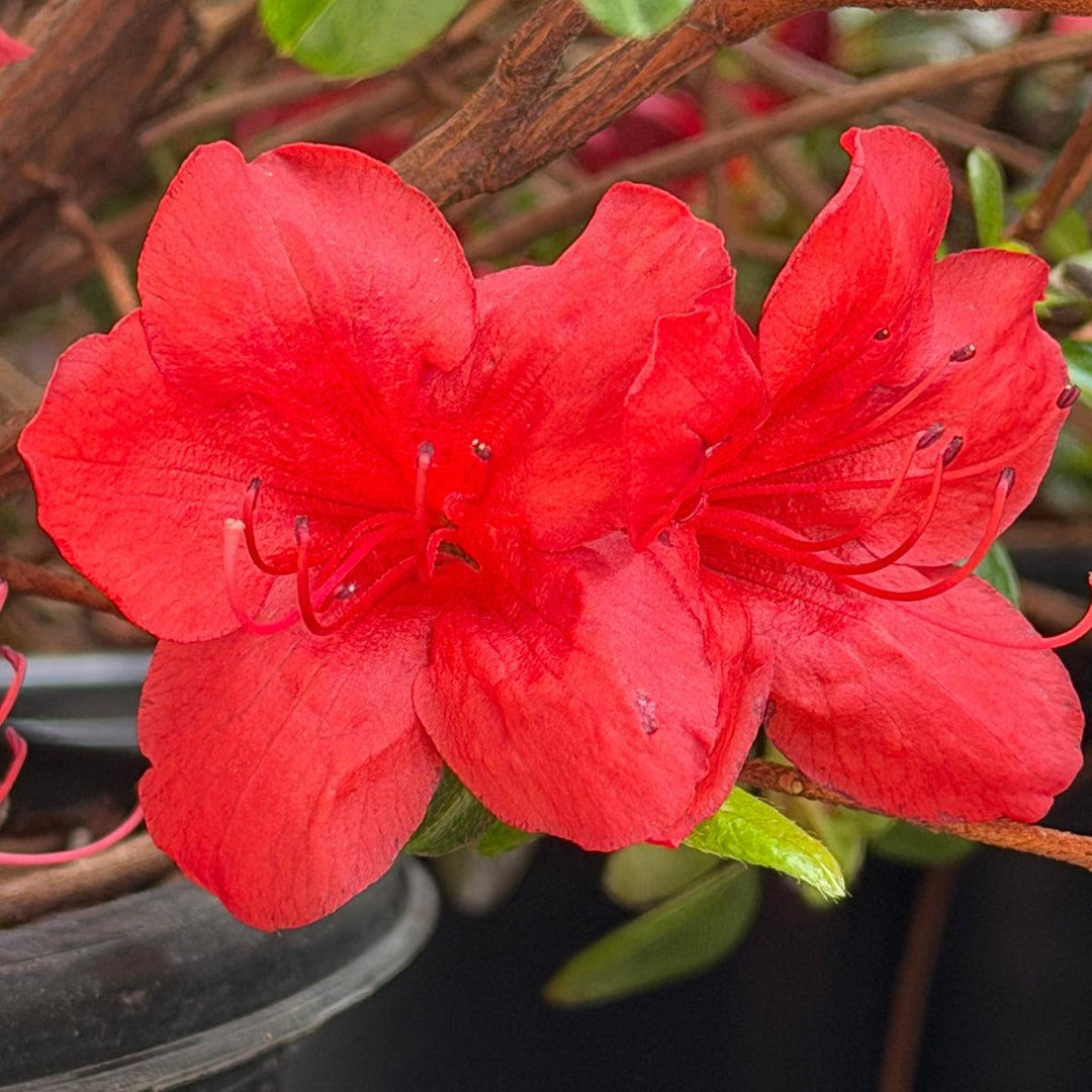 Stewartstonian Azalea |Spotswood Greenery