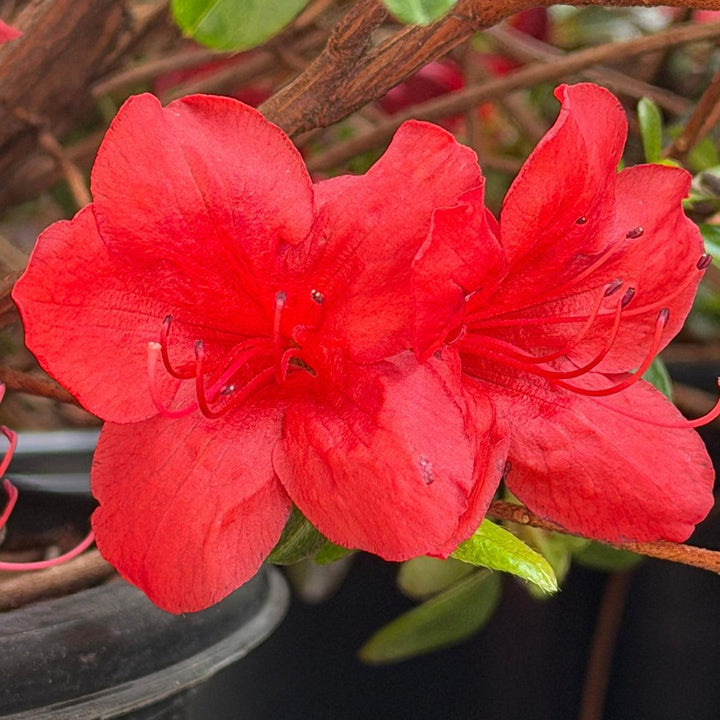 Stewartstonian Azalea |Spotswood Greenery