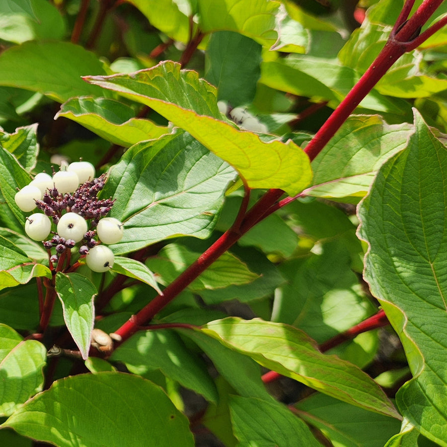 Bailey's Red Twig Dogwood |Prides Corner Farms
