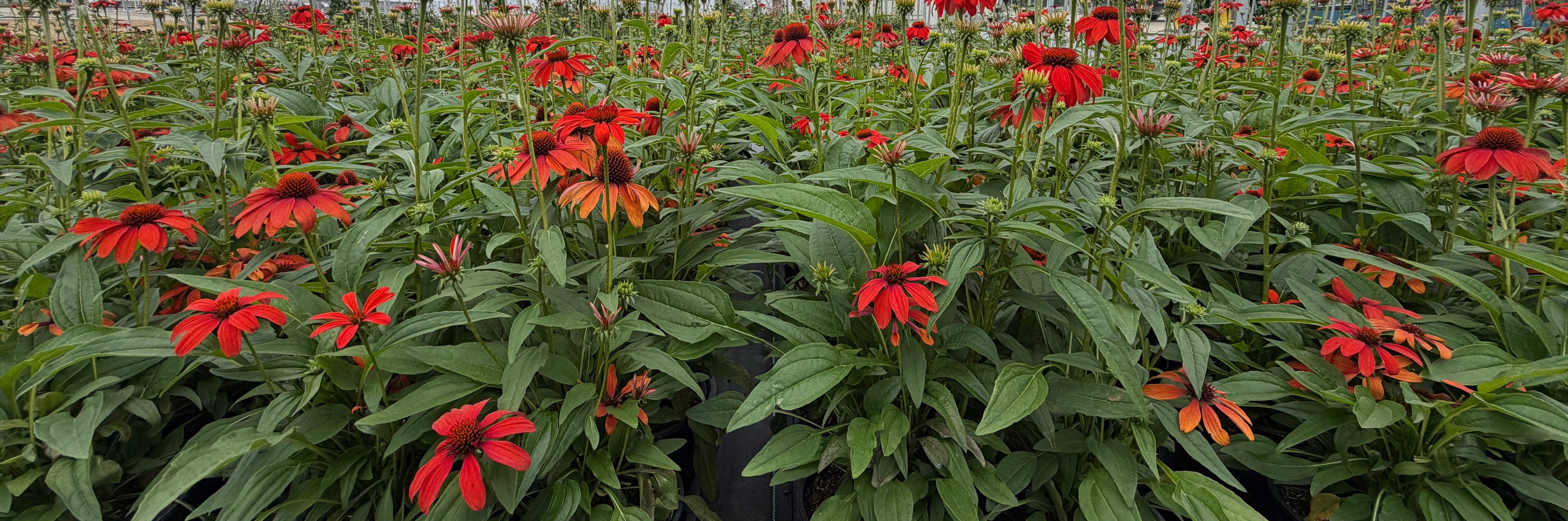 Red coneflowers with green foliage growing in dense rows,