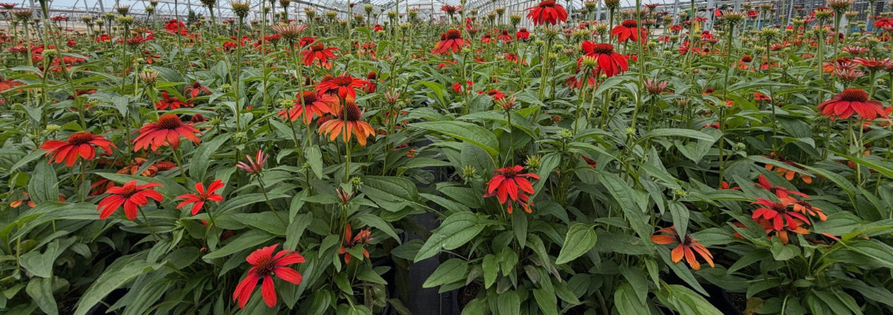 nursery with red flowers in bloom