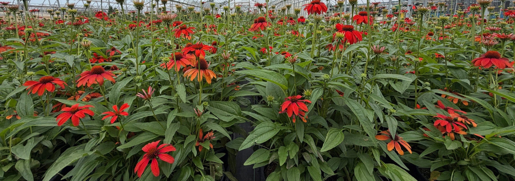 nursery with red flowers in bloom