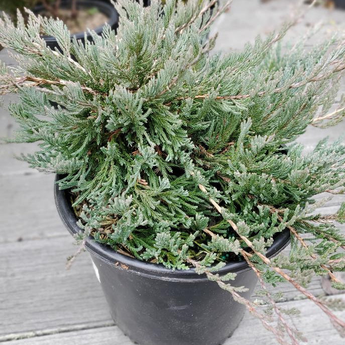 Bar Harbor Creeping Juniper |Prides Corner Farms