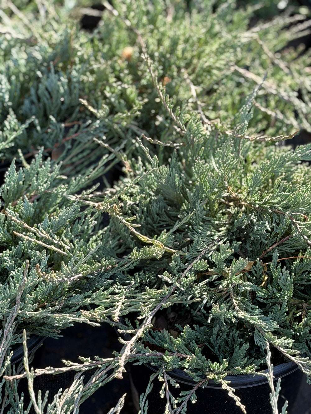 Bar Harbor Creeping Juniper |Spotswood Greenery