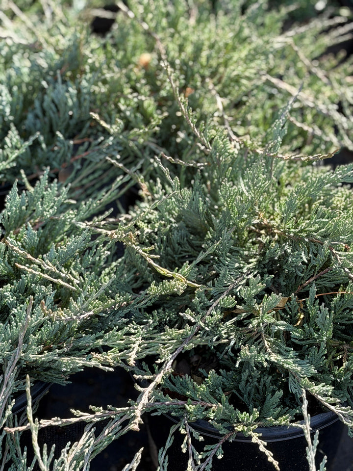 Bar Harbor Creeping Juniper |Spotswood Greenery