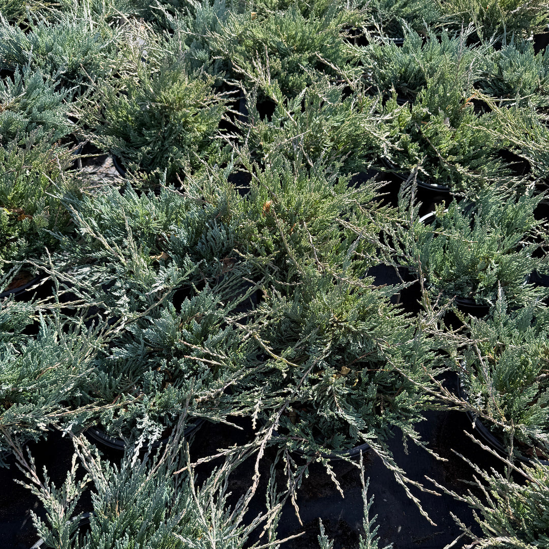 Bar Harbor Creeping Juniper |Spotswood Greenery