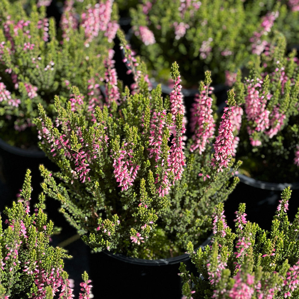 Beauty Ladies Lynn Heather |Spotswood Greenery