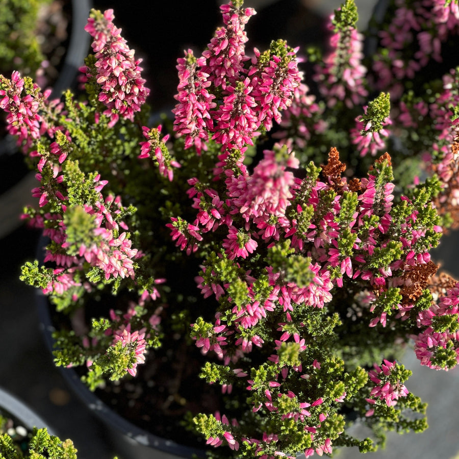 Beauty Ladies Lynn Heather |Spotswood Greenery