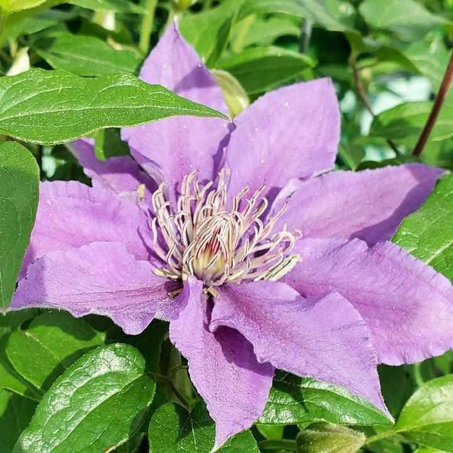 Bijou® Clematis |Prides Corner Farms