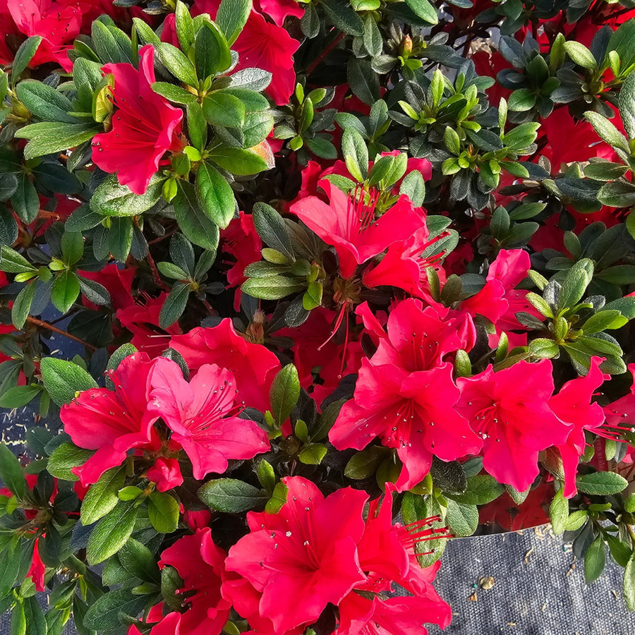 Blaauws Pink Azalea |Spotswood Greenery