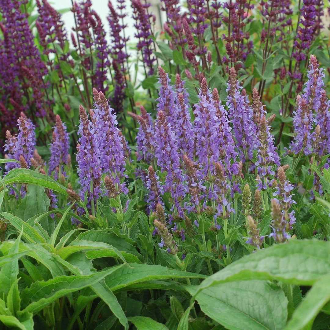 Blue Hill Wood Sage |Prides Corner Farms