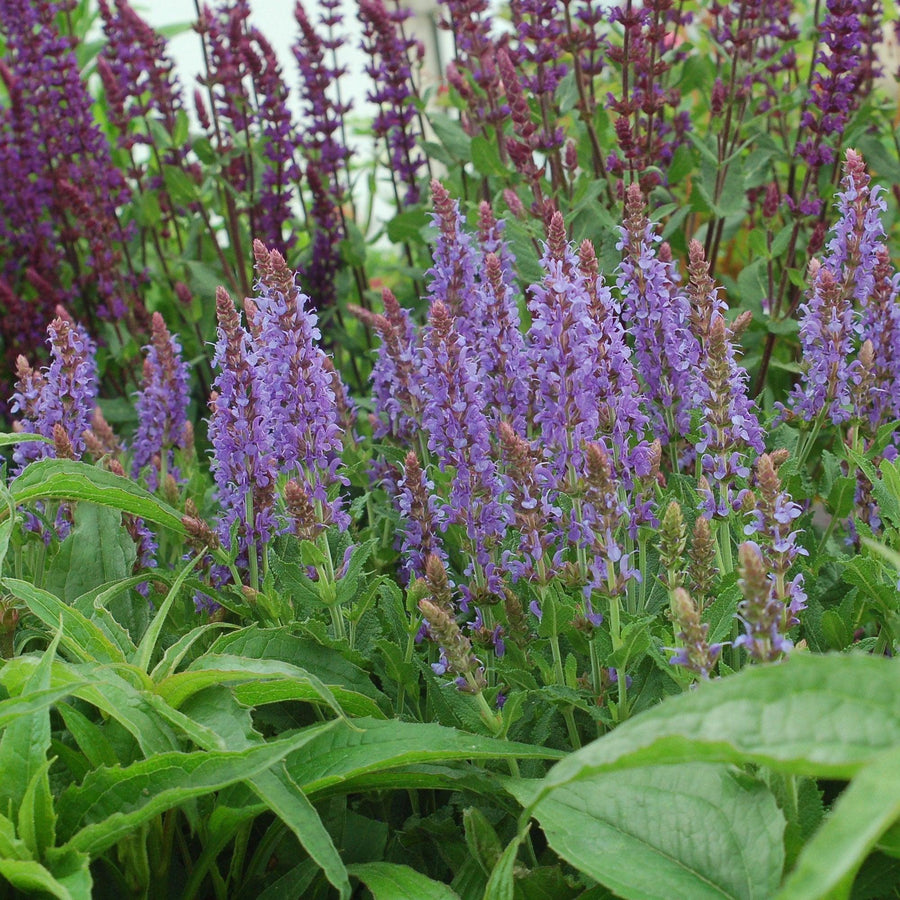 Blue Hill Wood Sage |Prides Corner Farms