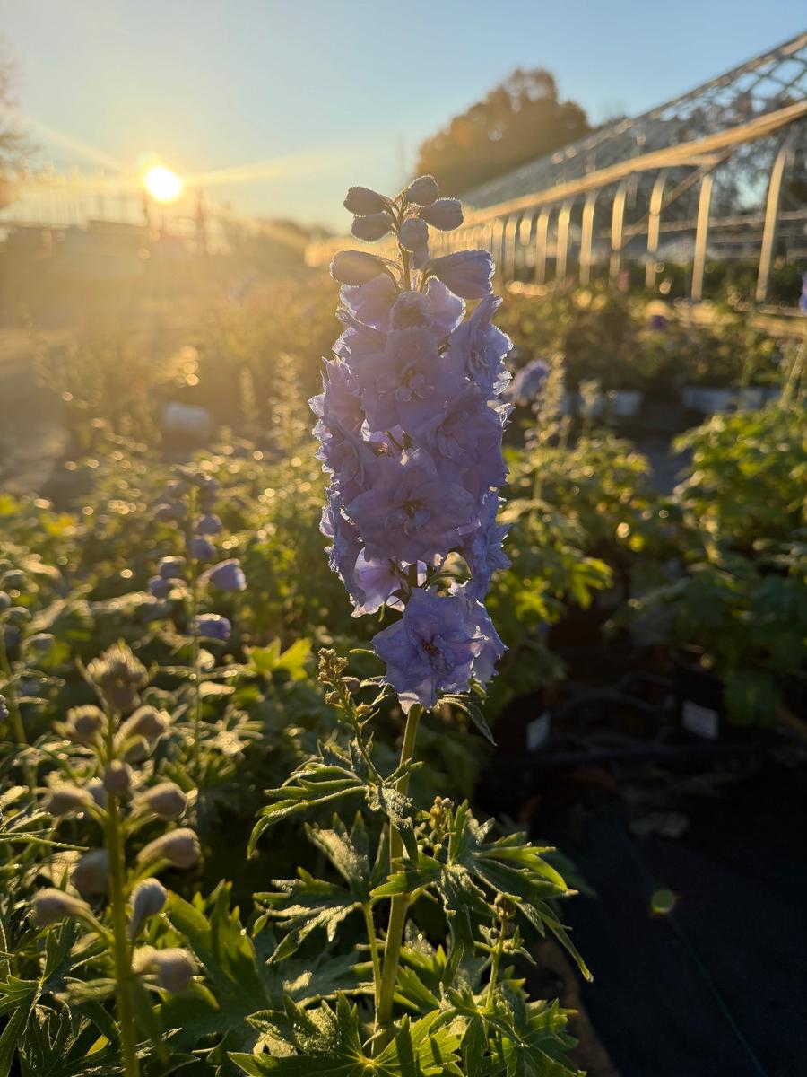 Blue Lace Bee Delphinium |Spotswood Greenery
