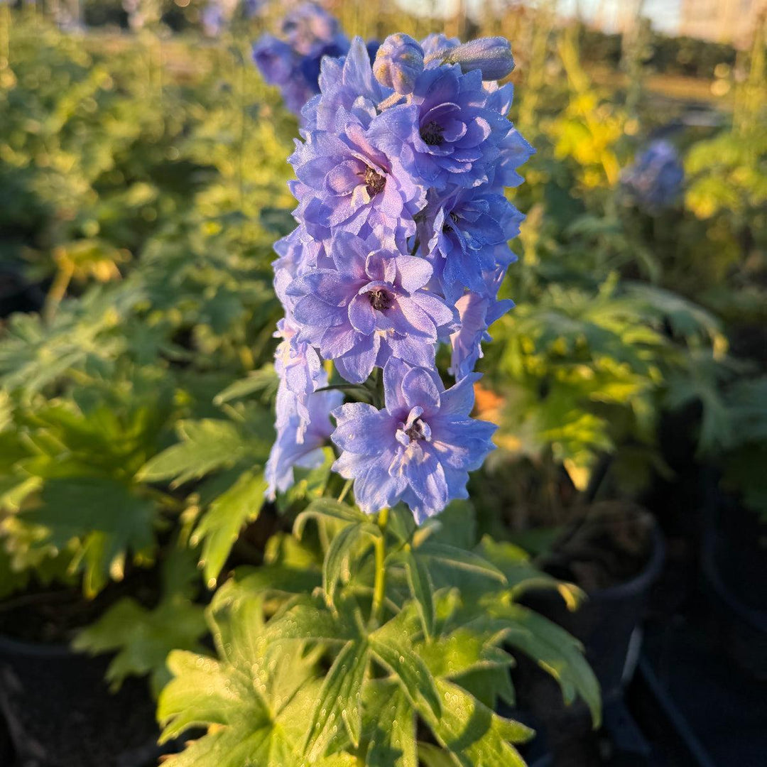 Blue Lace Bee Delphinium |Spotswood Greenery