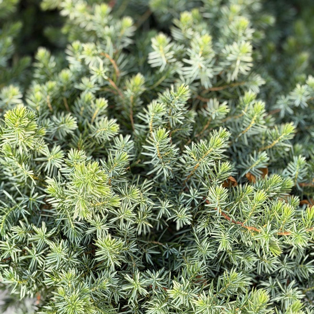 Blue Pacific Juniper |Spotswood Greenery