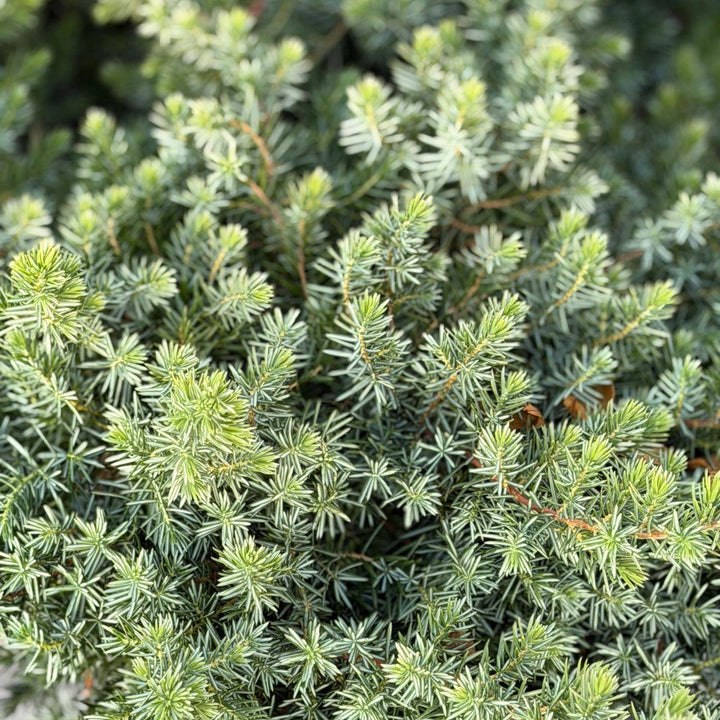 Blue Pacific Juniper |Spotswood Greenery