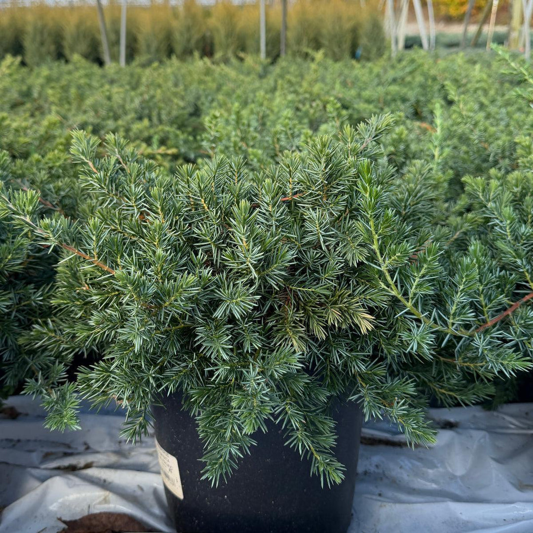 Blue Pacific Juniper |Spotswood Greenery