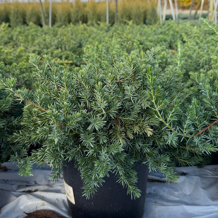 Blue Pacific Juniper |Spotswood Greenery