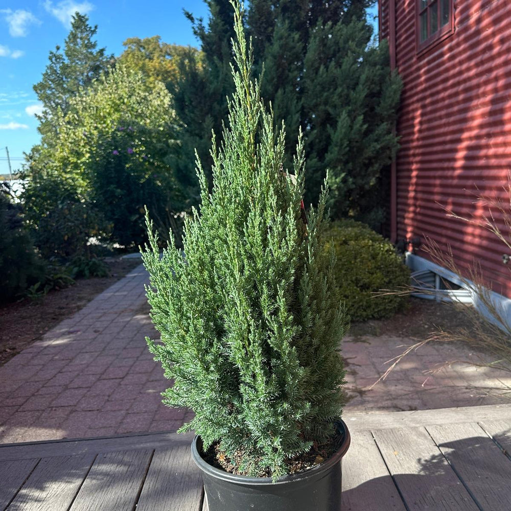 Blue Point Juniper |Spotswood Greenery