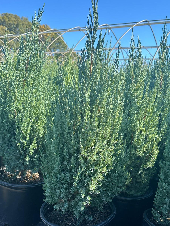 Blue Point Juniper |Spotswood Greenery