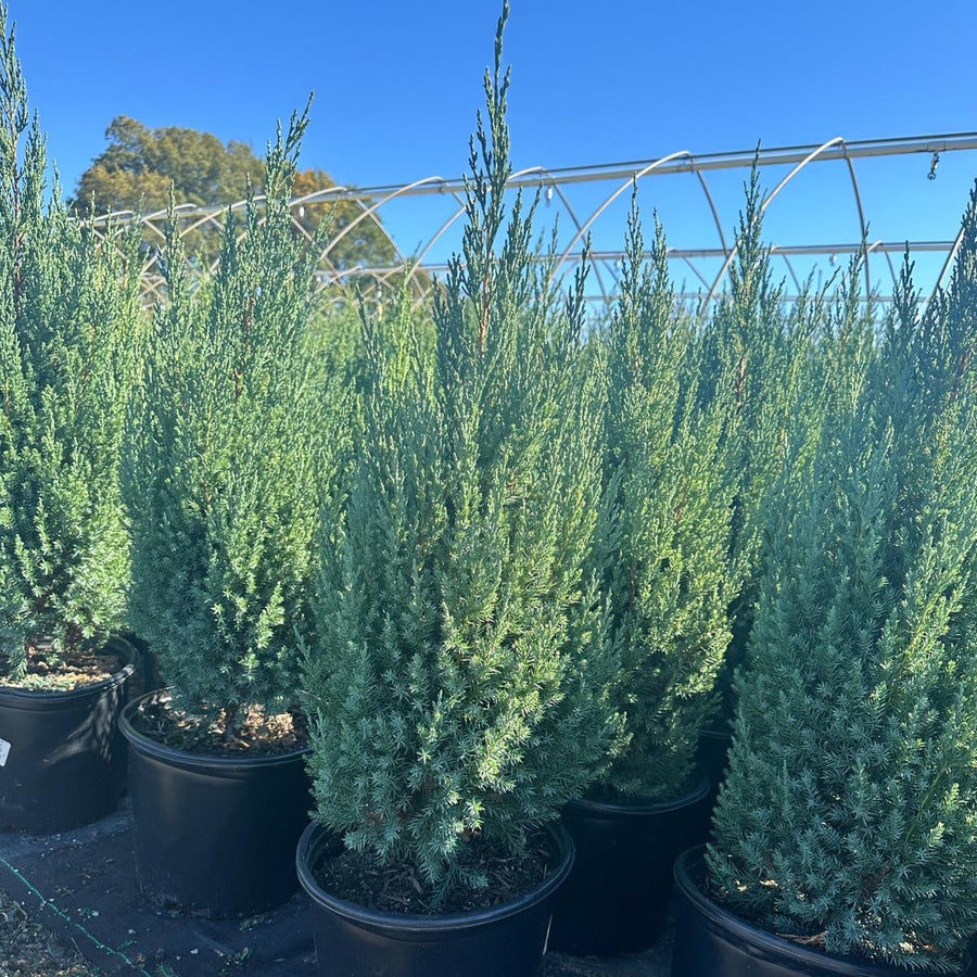 Blue Point Juniper |Spotswood Greenery